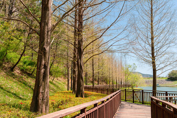 Fototapeta premium Spring forest and wooden deck trail. Gijang Yongso Well-Being Park in Busan, Korea