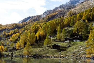 lake landscape in Switzerland, trees on a hill swiss alps