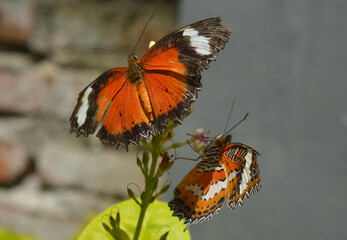 butterfly on a flower