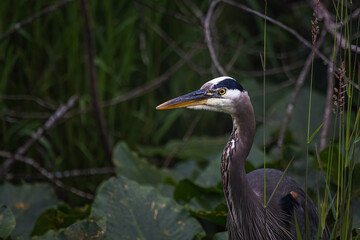 2022-06-17 A ADULT BLUE HERON STANDING IN LUSH GREEN FOLIAGE IN BELLEVUE WASHINGTON