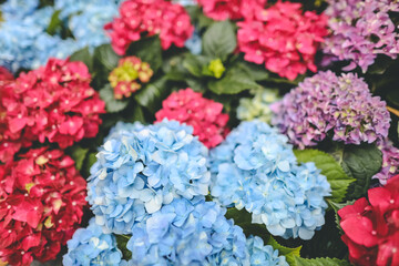 Colorful hydrangea flower garden , nature concept