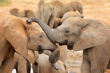 Interaction between two African elephants (Loxodonta africana), Addo Elephant National Park, South Africa.