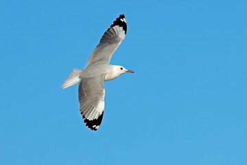 A Hartlaubs gull (Larus hartlaubii)  in flight with open wings against a blue sky, South Africa.