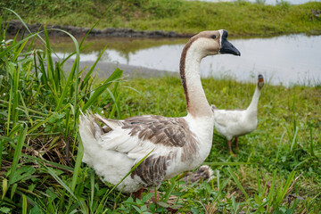 Indonesian goose swan on the lake side grass