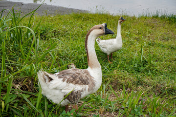 Indonesian goose swan on the lake side grass
