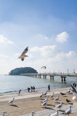 竹島とユリカモメの群れ