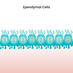 Ependymal Cells scientific vector illustration background - obrazy, fototapety, plakaty