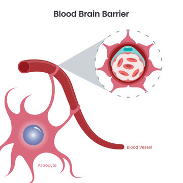 Blood Brain Barrier (BBB) science vector illustration 