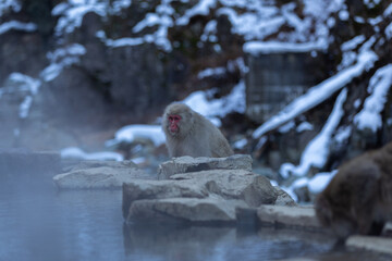 Snow Monkey (Japanese Macaque) near a warm spring in Japan.