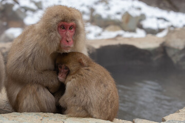 Fototapeta premium A Snow monkey and baby (Japanese Macaque) sitting alongside a hot spring, Japan.