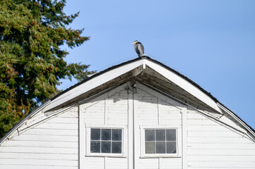 Majestic great blue heron perched on the peak of a rustic white barn roof on a sunny day
