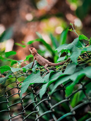 lizard on a branch