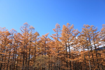 長野、信州の上高地