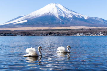 山梨県河口湖 富士山と白鳥 / Yamanashi Kawaguchiko Fuji and swans