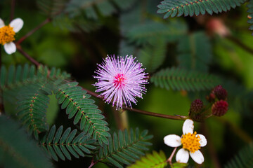 a very beautiful shy princess flower is blooming in the flower garden photographed in the morning