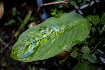rain drops on leaf