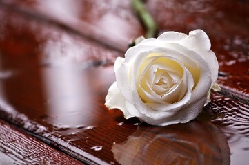White rose on wet wooden surface.