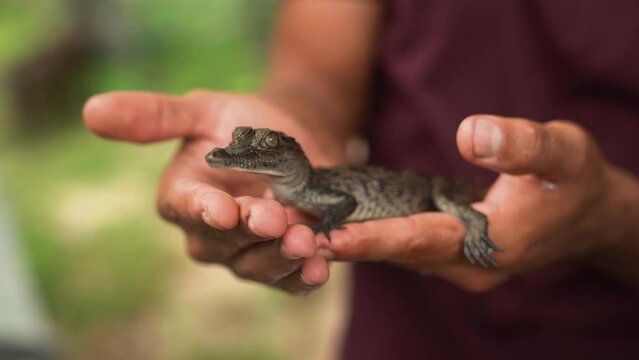 Close up of a little baby alligator hatchling being held in the hands of a person, close up with bokeh