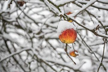 Ripe apple on tree in winter with snow.
