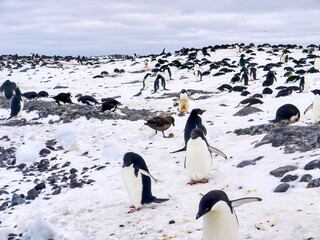 A colony of Adelie penguins (Pygoscelis adeliae) nesting during breeding season. In the center is a brown skua (Stercorarius antarcticus) which has stolen an egg to scavenge. Paulet I, Antarctica.