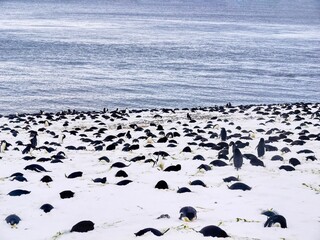 A colony of adelie penguins (Pygoscelis adeliae) lying on eggs in their nests in the snow during breeding season, on Paulet Island, Antarctica. Males and females take turns incubating.