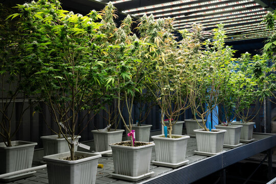 A garden of cannabis plants with gratifying full grown buds under lights in curative indoor medicinal cannabis farm. Marijuana indoor farm in grow facility for high quality medicinal cannabis