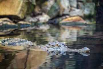 Selbstklebende Fototapeten A scaly crocodile in the water. © lapis2380