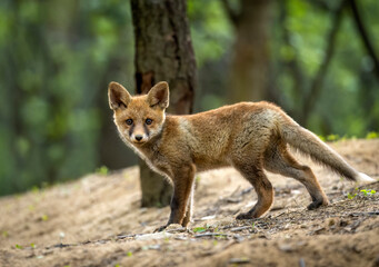 Cute young red fox in the forest ( Vulpes vulpes )