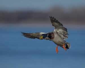 Mallard Drake in flight