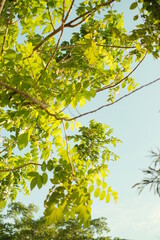 Fototapeta premium yellow green leaves on a branch