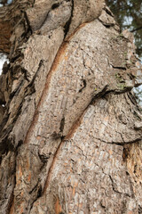 Trunk of a hundred-year-old Pitsunda pine Pinus brutia pityusa. Pine bark is intricately curved. Close-up. Beautiful and unusual bark texture. Nature concept for design.