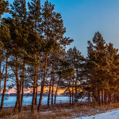 Fototapeta premium Pine branches in the morning thick hoarfrost.