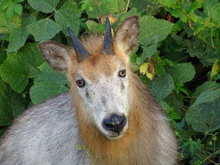 ニホンカモシカ