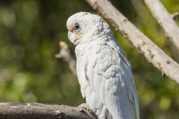 Little Corella in Victoria, Australia