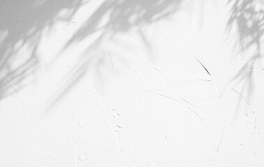 White plaster wall background beautiful lights and shadows of leaf