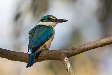 Fotobehang IJsvogel Sacred Kingfisher in Victoria, Australia  © Imogen