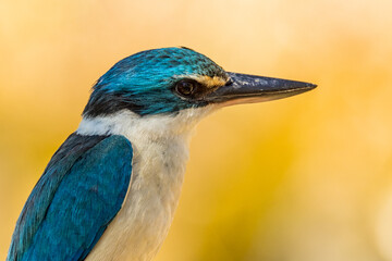 Sacred Kingfisher in Victoria, Australia