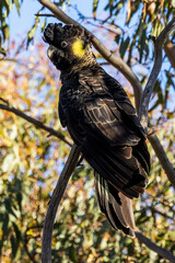 Yellow-tailed Black Cockatoo in Victoria, Australia