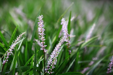 Creeping Liriope,Liriope Muscari flowers and buds,close-up of purple with white flowers blooming in the garden 
