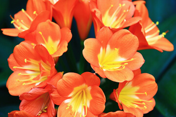 close-up of Clivia,Benediction Lily,Bush Lily,Fire Lily,Flame Lily,Red Bush Lily,Boslelie,September Lily,St John's Lily flowers blooming in the garden 