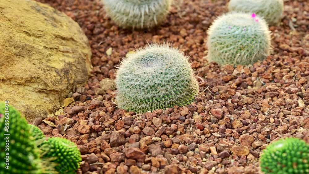 Poster Cactus garden in Chiang Mai province.