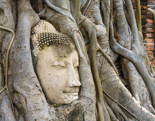 Famous Buddha's head buried in the tree located in War Mahatat,  Ayutthaya historic park, Thailand