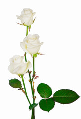 bouquet white Roses. white roses isolated on the white background