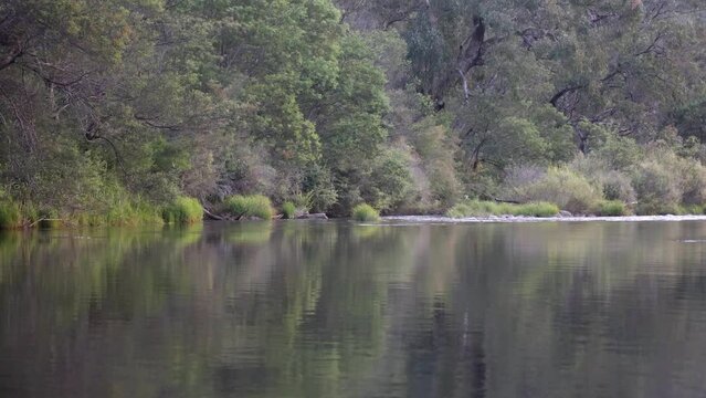 A trout jumps out of the water on a secluded river in Australias high country.