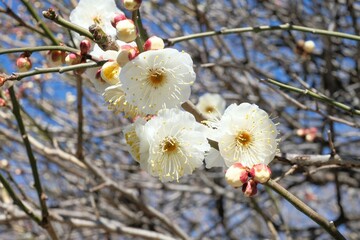 white Japanese apricot in full blooming