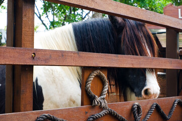 The horse that had long hair to cover his eyes was standing in his stable.