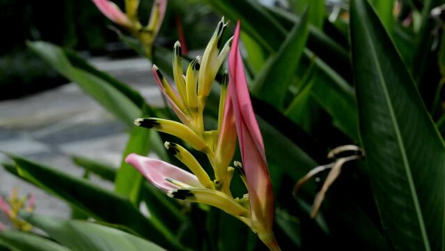 Heliconia is a genus of flowering plants in the monotypic family Heliconiaceae. Most of the ca 194 known species are native to the tropical Americas, but a few are indigenous to certain islands of the