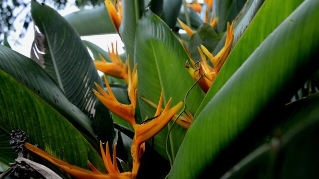 Heliconia is a genus of flowering plants in the monotypic family Heliconiaceae. Most of the ca 194 known species are native to the tropical Americas, but a few are indigenous to certain islands of the