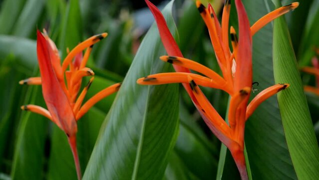 Heliconia is a genus of flowering plants in the monotypic family Heliconiaceae. Most of the ca 194 known species are native to the tropical Americas, but a few are indigenous to certain islands of the