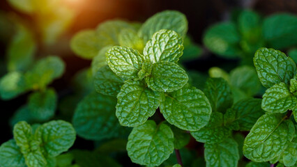 Fresh mint tree in the organic garden Peppermint And is a medicinal plant